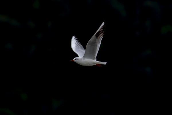 Gaviota reidora - Chroicocephalus ridibundus