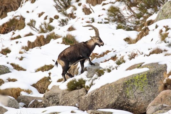fotografía de Cabra montés - Capra pyrenaica victoriae