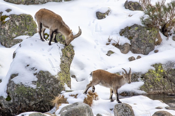 fotografía de Cabra montés - Capra pyrenaica victoriae