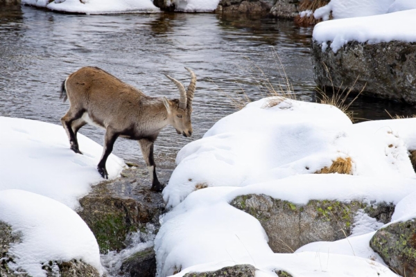 fotografía de Cabra montés - Capra pyrenaica victoriae