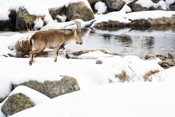 fotografía de Cabra montés - Capra pyrenaica victoriae