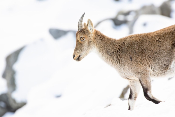 fotografía de Cabra montés - Capra pyrenaica victoriae