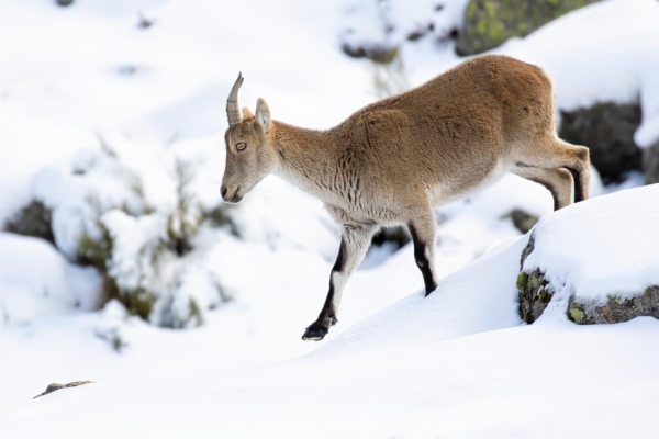 Cabra montés - Capra pyrenaica victoriae