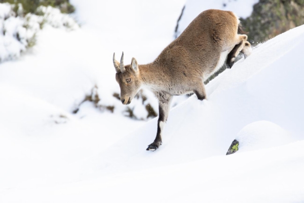 fotografía de Cabra montés - Capra pyrenaica victoriae