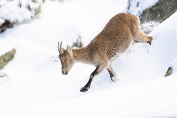 fotografía de Cabra montés - Capra pyrenaica victoriae