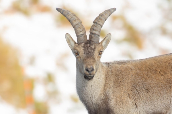 fotografía de Cabra montés - Capra pyrenaica victoriae