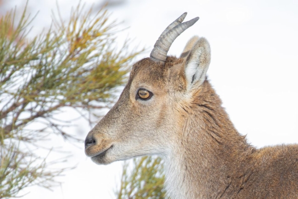 fotografía de Cabra montés - Capra pyrenaica victoriae