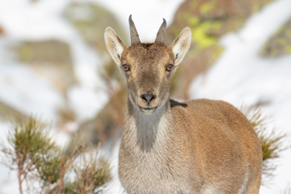 Cabra montés - Capra pyrenaica victoriae