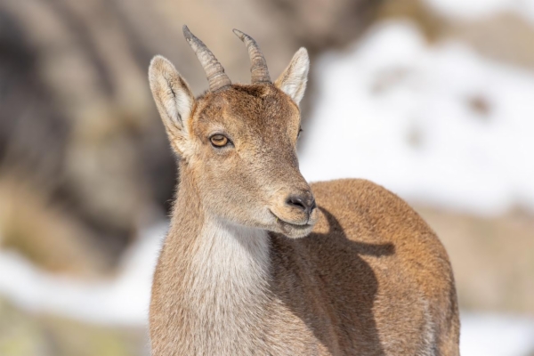 fotografía de Cabra montés - Capra pyrenaica victoriae