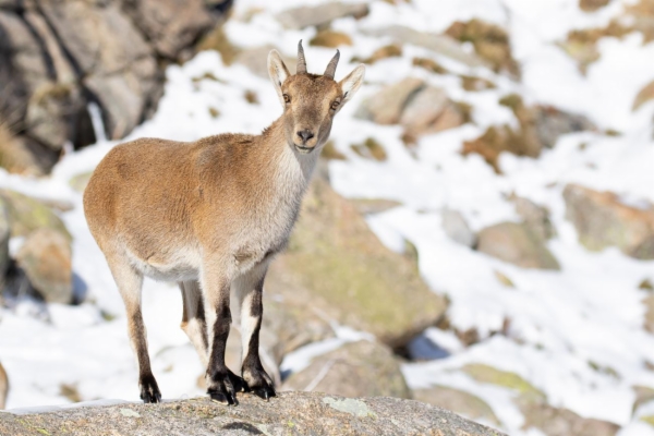 fotografía de Cabra montés - Capra pyrenaica victoriae