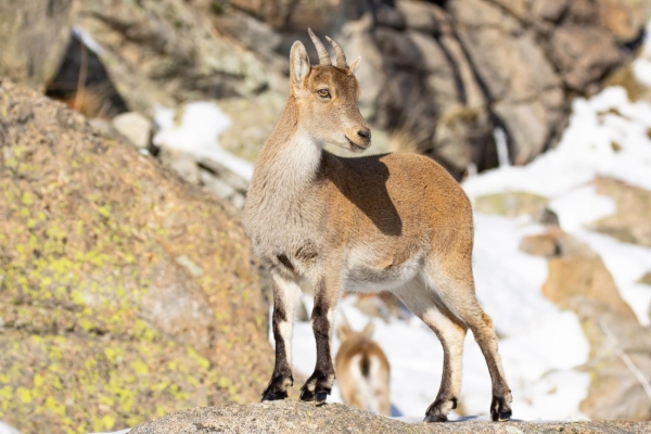 fotografía de Cabra montés - Capra pyrenaica victoriae