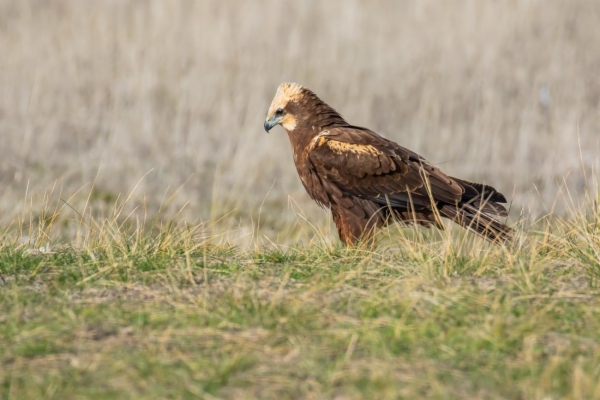 Aguilucho lagunero occidental - Circus aeruginosus