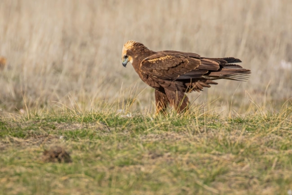 Aguilucho lagunero occidental - Circus aeruginosus
