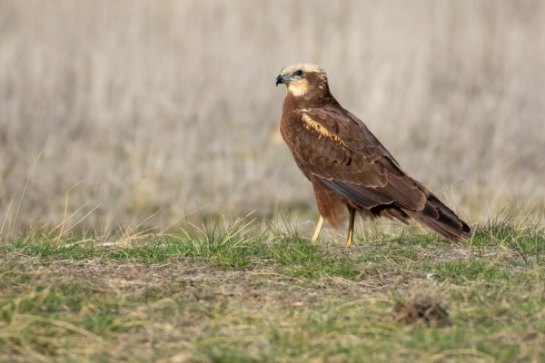 Aguilucho lagunero occidental - Circus aeruginosus