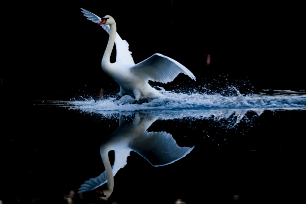 Cisne vulgar - Cygnus olor