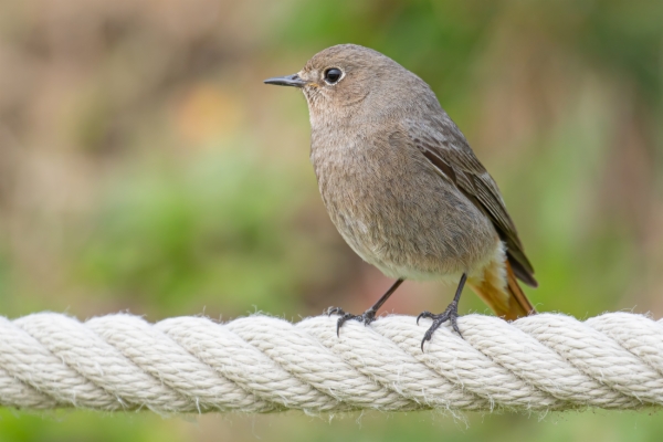 fotografía de Colirrojo tizón hembra - Phoenicurus ochruros