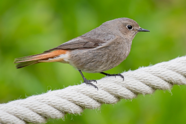 fotografía de Colirrojo tizón hembra - Phoenicurus ochruros