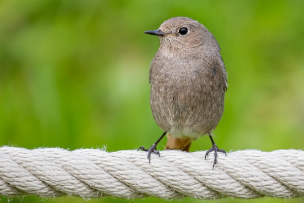 fotografía de Colirrojo tizón hembra - Phoenicurus ochruros