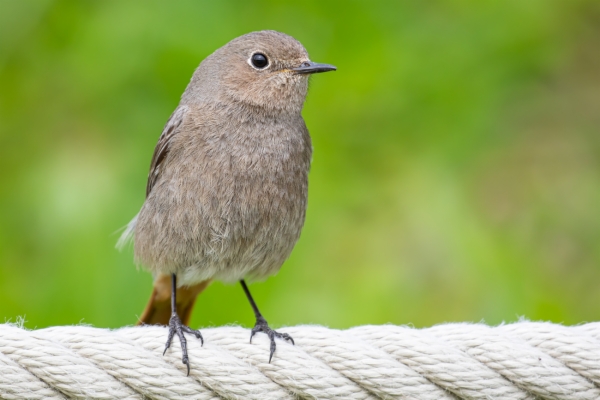 fotografía de Colirrojo tizón hembra - Phoenicurus ochruros