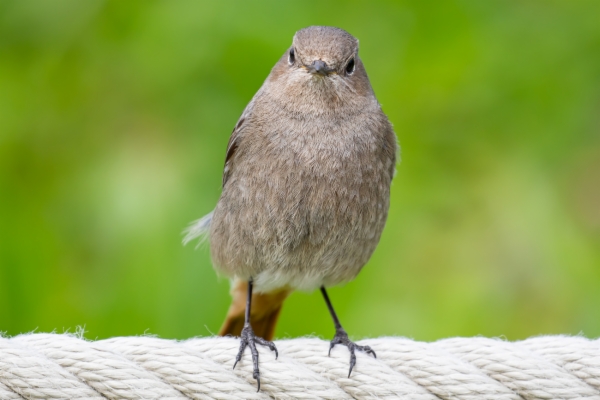 fotografía de Colirrojo tizón hembra - Phoenicurus ochruros