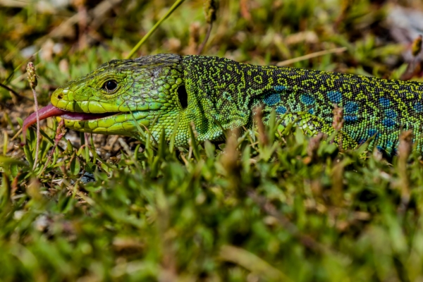 Lagarto arnal u ocelado - Timon lepidus