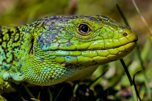 Lagarto arnal u ocelado - Timon lepidus