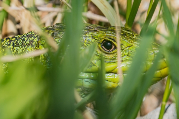 Lagarto arnal u ocelado - Timon lepidus