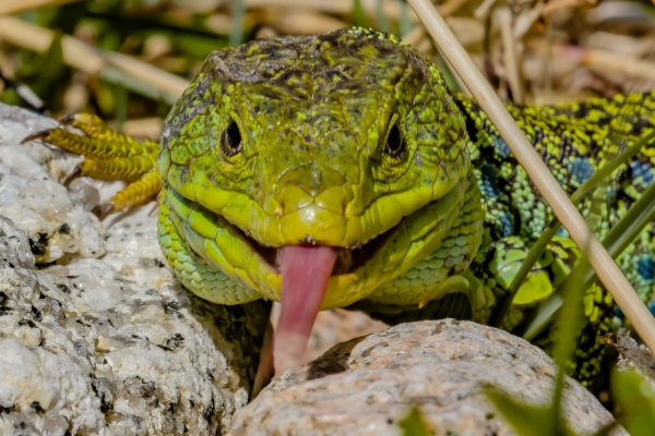 Lagarto arnal u ocelado - Timon lepidus