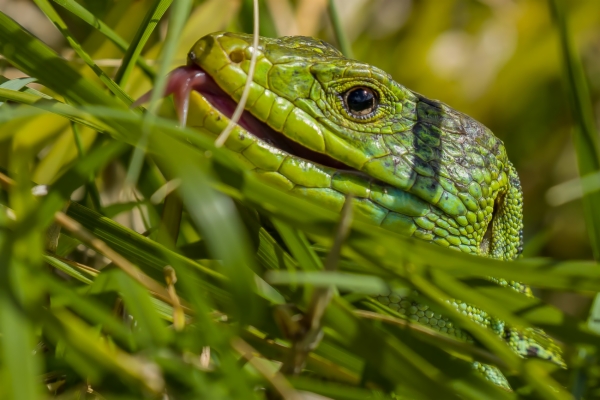 Lagarto arnal u ocelado - Timon lepidus