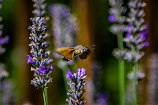 Esfinge colibrí - Macroglossum stellatarum