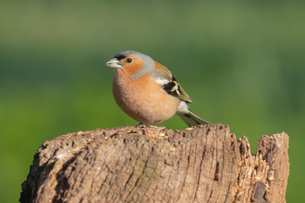fotografía de Pinzón vulgar - Fringilla coelebs