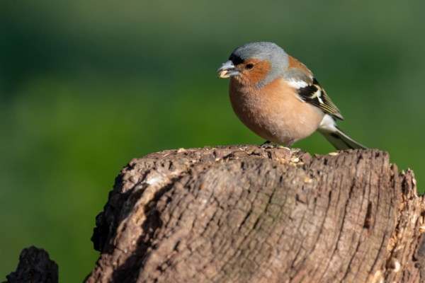 fotografía de Pinzón vulgar - Fringilla coelebs
