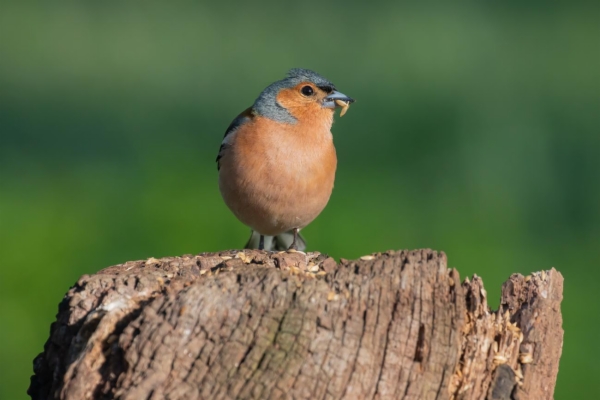 fotografía de Pinzón vulgar - Fringilla coelebs