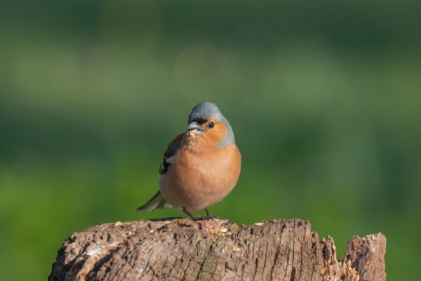 fotografía de Pinzón vulgar - Fringilla coelebs