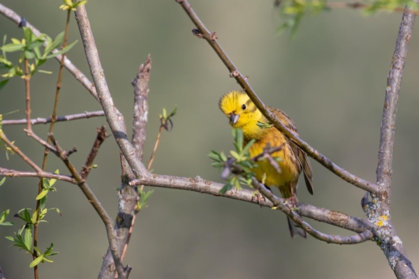 fotografía de Escribano cerillo - Emberiza citrinella