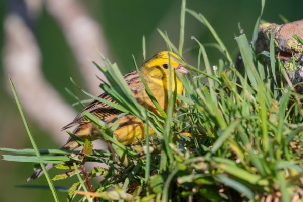 fotografía de Escribano cerillo - Emberiza citrinella