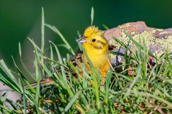 fotografía de Escribano cerillo - Emberiza citrinella