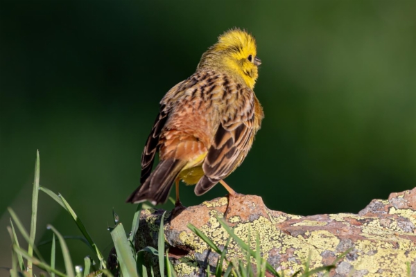 fotografía de Escribano cerillo - Emberiza citrinella