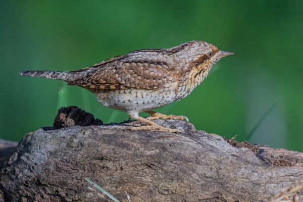 fotografía de Torcecuello euroasiático - Jynx torquilla