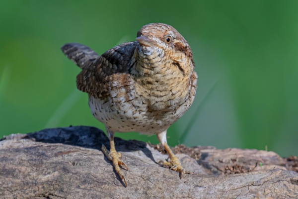 fotografía de Torcecuello euroasiático - Jynx torquilla