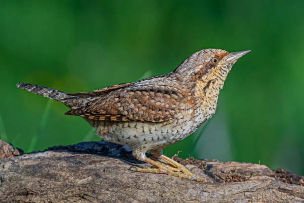 fotografía de Torcecuello euroasiático - Jynx torquilla