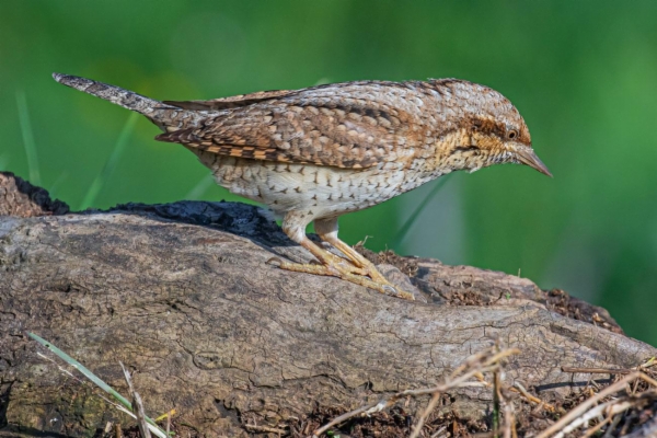 fotografía de Torcecuello euroasiático - Jynx torquilla