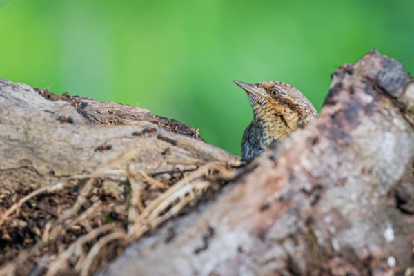 fotografía de Torcecuello euroasiático - Jynx torquilla