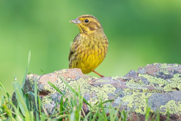 fotografía de Escribano cerillo - Emberiza citrinella