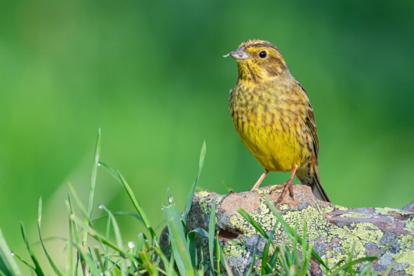 fotografía de Escribano cerillo - Emberiza citrinella