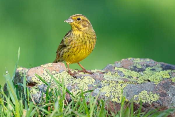 fotografía de Escribano cerillo - Emberiza citrinella