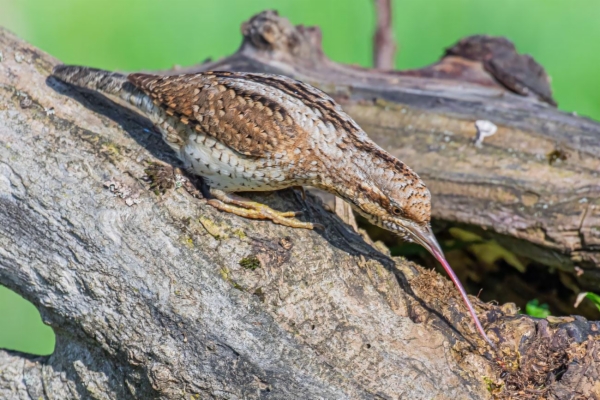 fotografía de Torcecuello euroasiático - Jynx torquilla