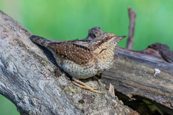 fotografía de Torcecuello euroasiático - Jynx torquilla