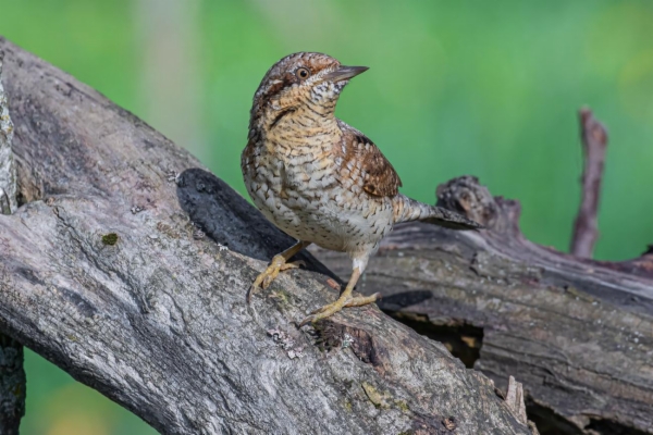 fotografía de Torcecuello euroasiático - Jynx torquilla