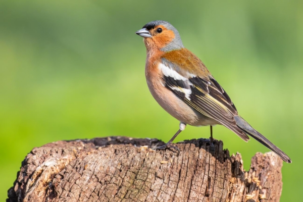 fotografía de Pinzón vulgar - Fringilla coelebs